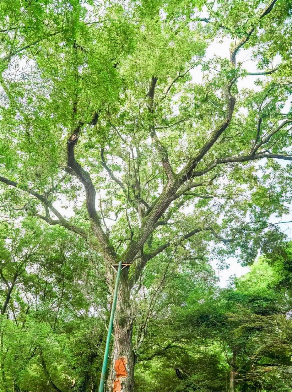 梨树区成人教育事业单位新项目，重塑未来教育愿景