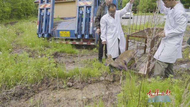 獐獏乡交通建设日新月异，助力地方经济腾飞，最新交通新闻解析